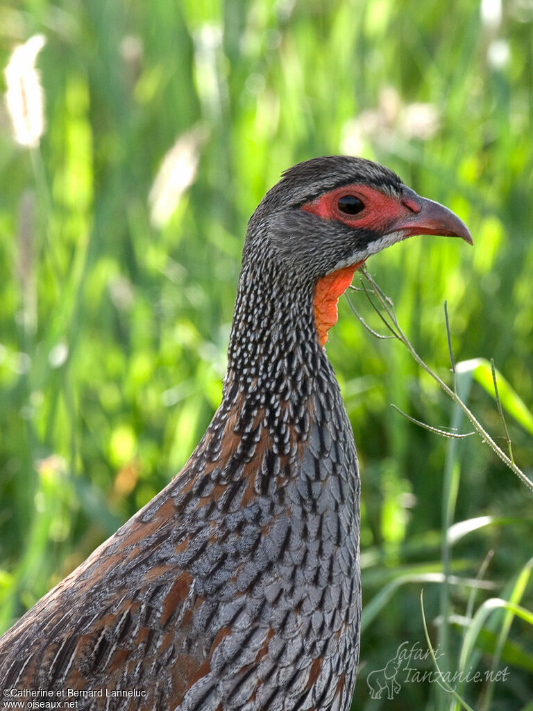 Francolin à poitrine griseadulte, portrait