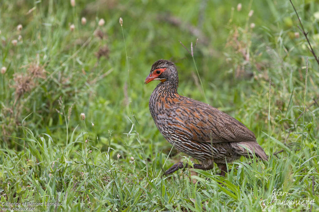 Francolin à poitrine griseadulte, identification