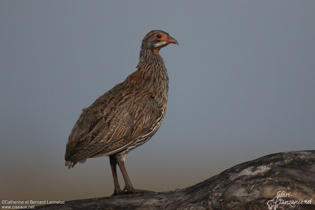 Grey-breasted Spurfowladult, identification