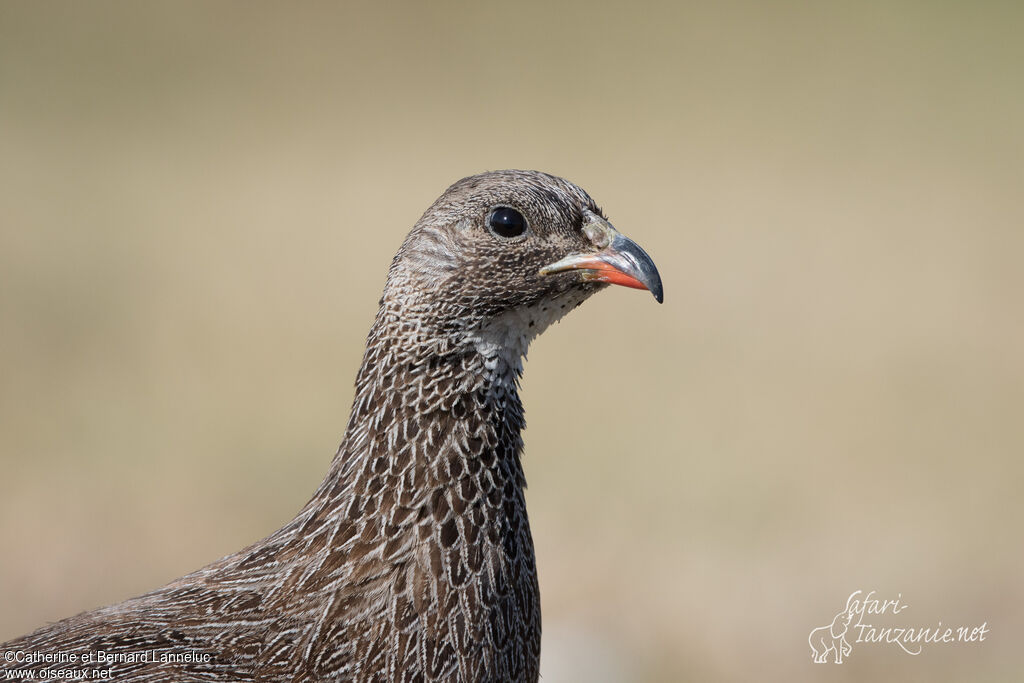 Francolin criardadulte, portrait