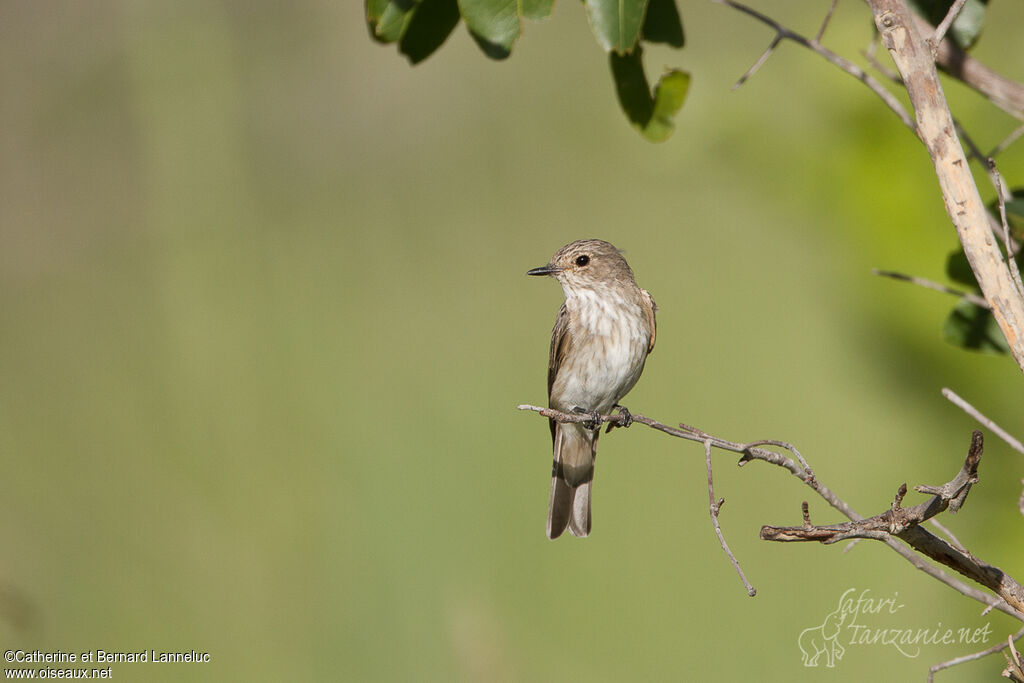 Spotted Flycatcherimmature, identification