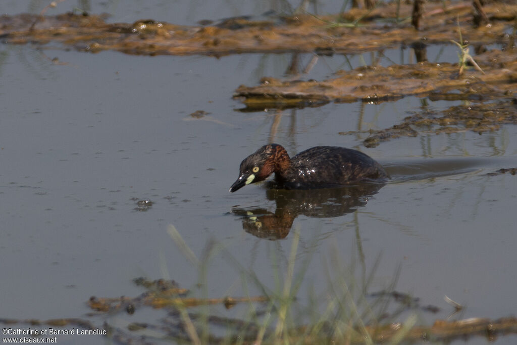 Little Grebeadult breeding