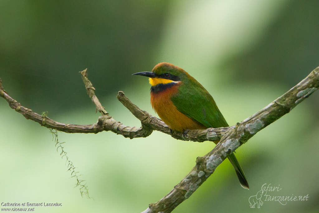 Guêpier montagnardadulte, identification