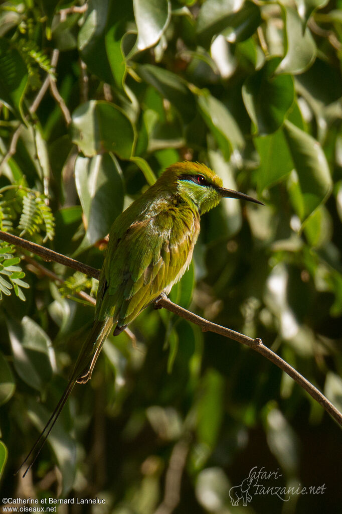 Guêpier vertadulte, identification