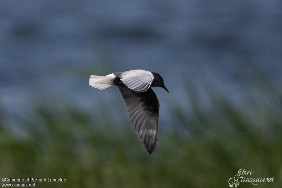 Guifette leucoptèreadulte, Vol