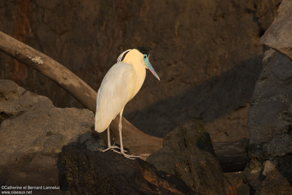 Capped Heronadult