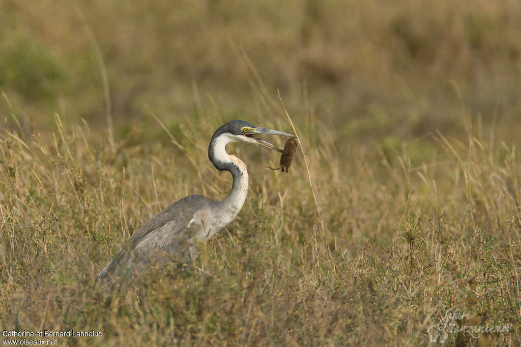 Héron mélanocéphaleimmature, régime, pêche/chasse