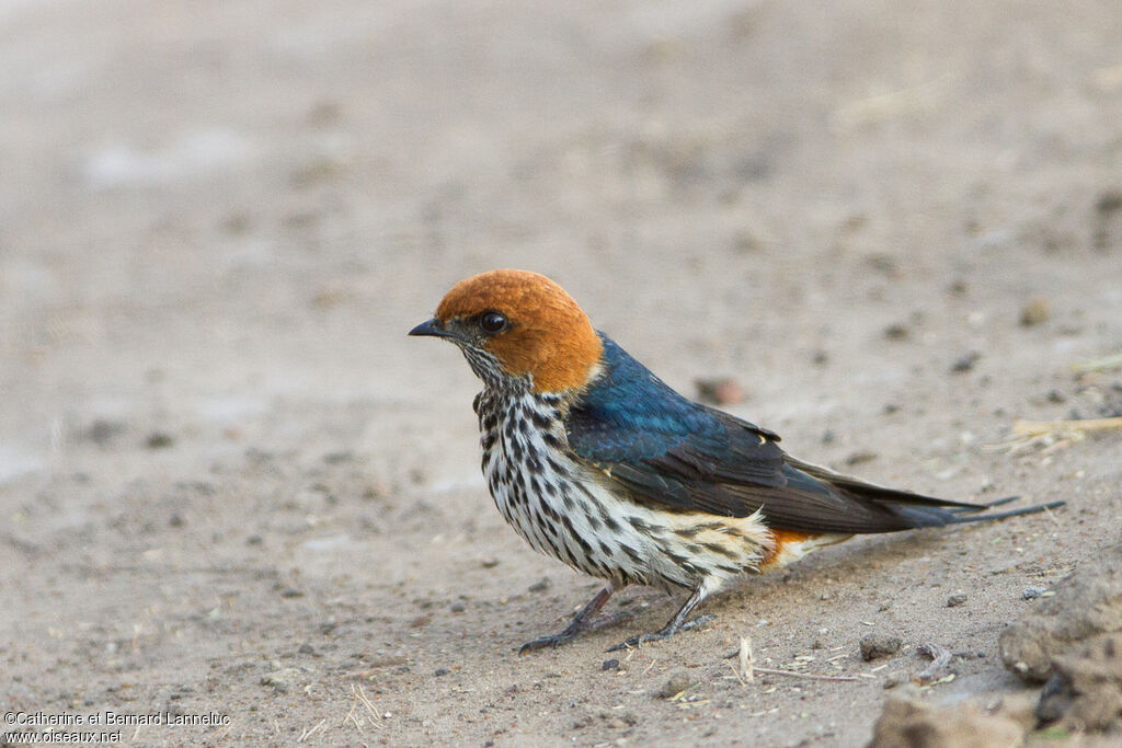 Hirondelle striéeadulte, identification