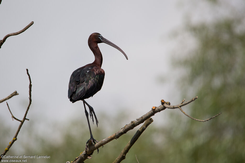 Ibis falcinelleadulte, identification