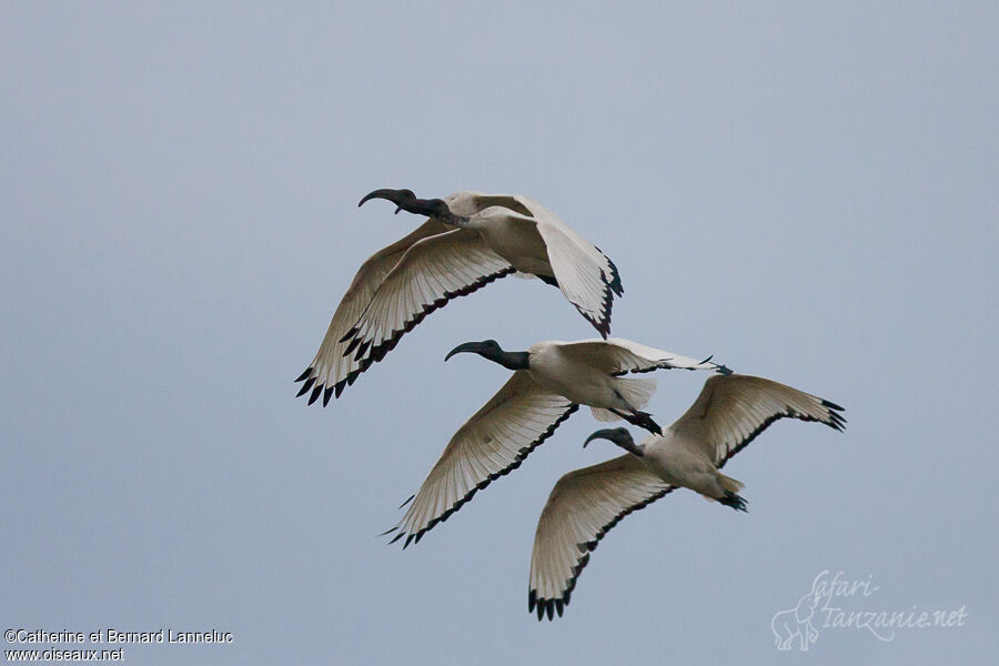 Ibis sacré, Vol