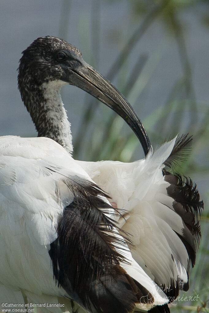 Ibis sacré, portrait, soins