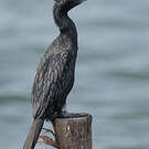 Cormoran de Vieillot