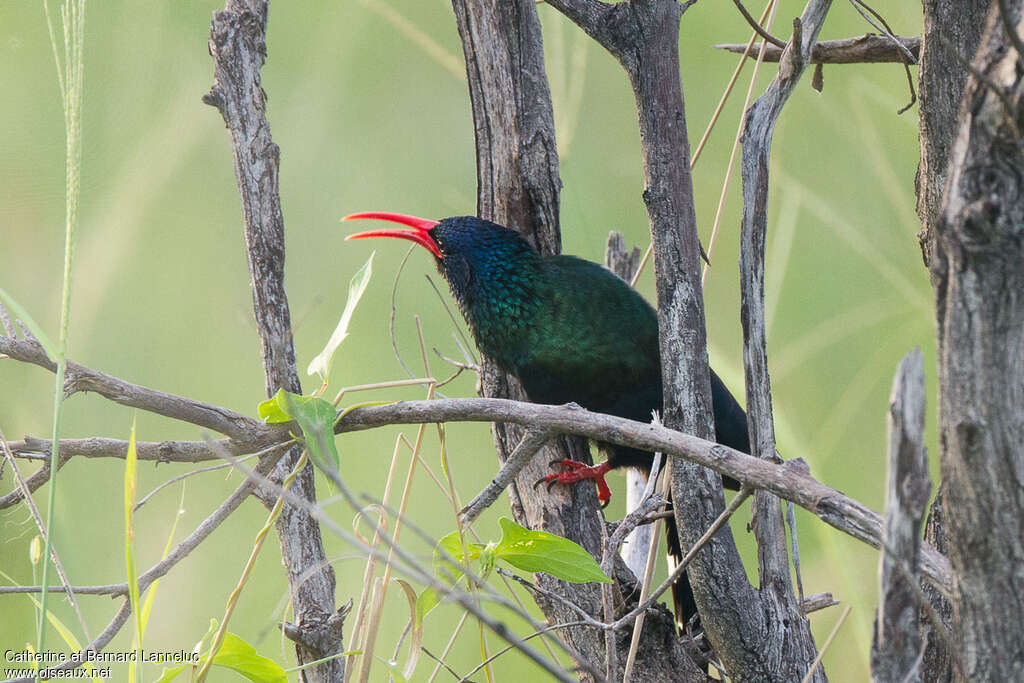Irrisor moqueuradulte