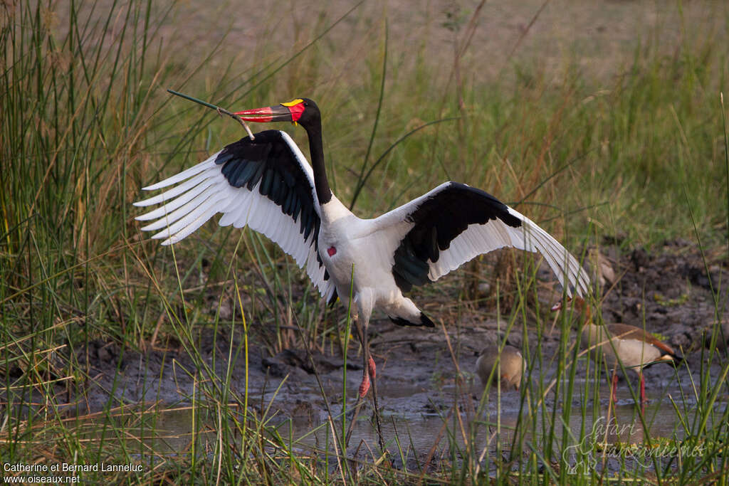 Jabiru d'Afrique mâle adulte nuptial, parade