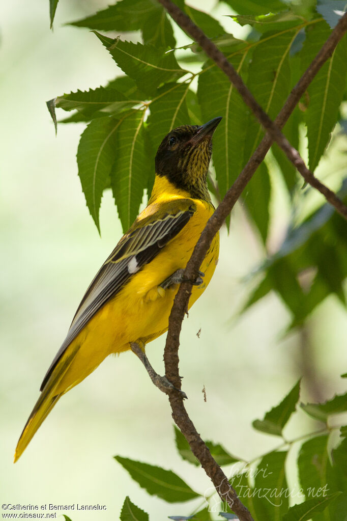 Loriot masquéimmature, identification