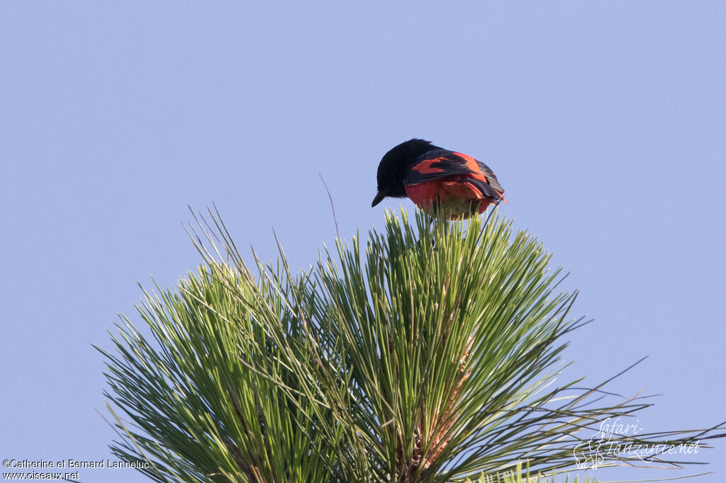 Minivet à bec court mâle adulte, identification