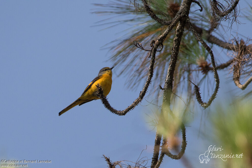 Minivet rouge femelle adulte