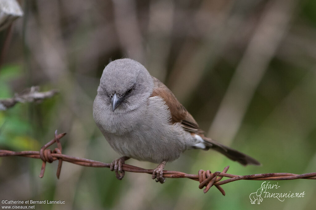 Moineau de Swainsonadulte
