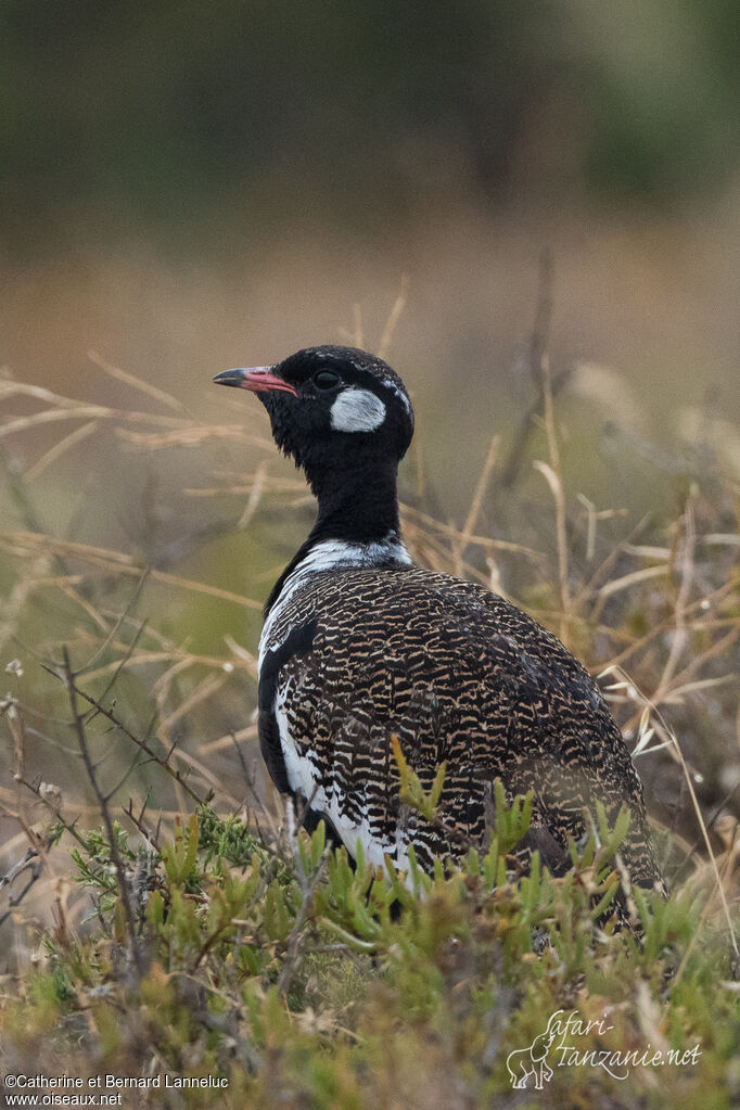 Outarde korhaan mâle adulte, identification