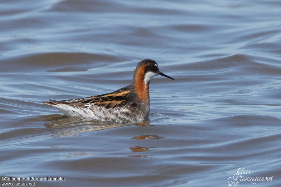Phalarope à bec étroitadulte nuptial, nage