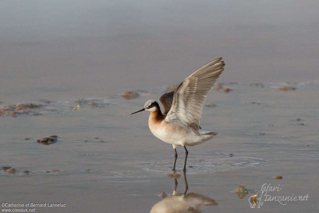 Phalarope de Wilson femelle adulte nuptial, Vol