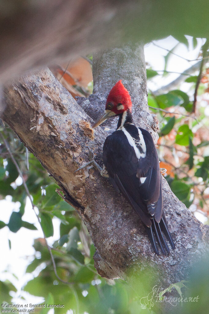 Pic de Malherbe mâle adulte, identification