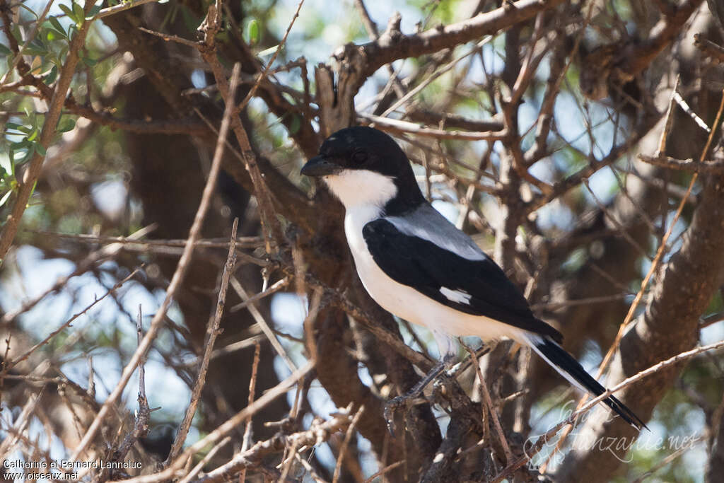 Pie-grièche des Teitaadulte, identification