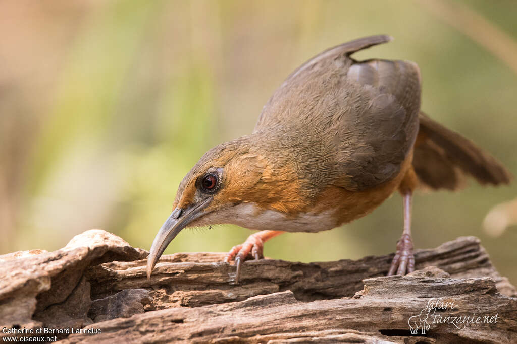 Pomatorhin aux yeux rougesadulte, identification