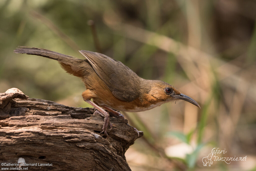 Pomatorhin aux yeux rougesadulte, identification