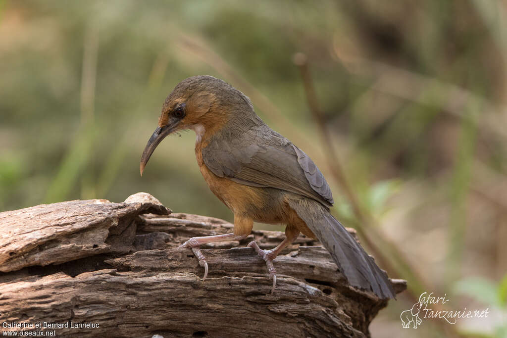 Pomatorhin aux yeux rougesadulte, identification