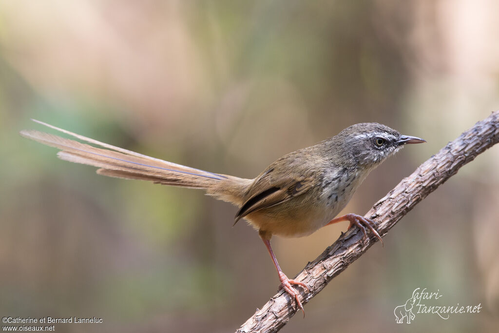 Prinia des collinesadulte, identification