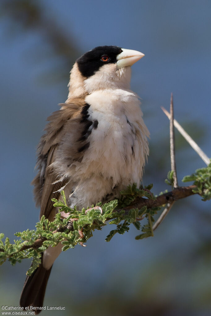 Républicain de Cabanisadulte, identification