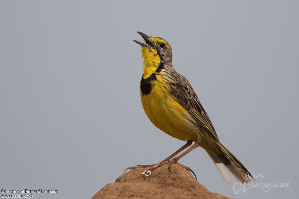 Sentinelle à gorge jaune mâle adulte, chant