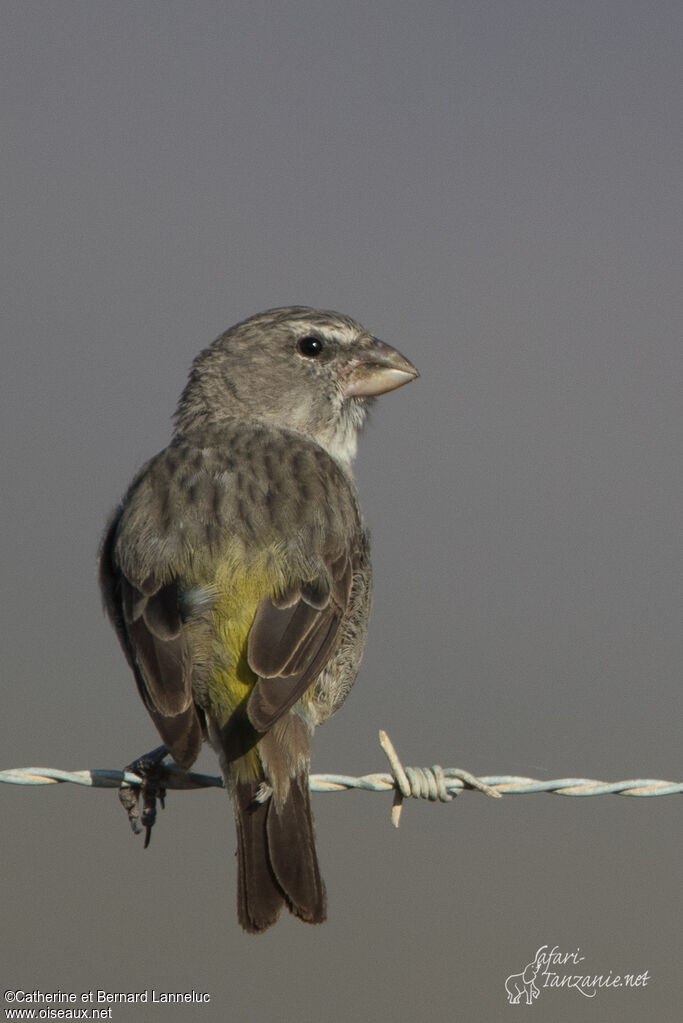 Serin à gorge blancheadulte, identification
