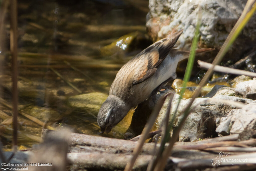 Serin alario femelle adulte, identification, boit