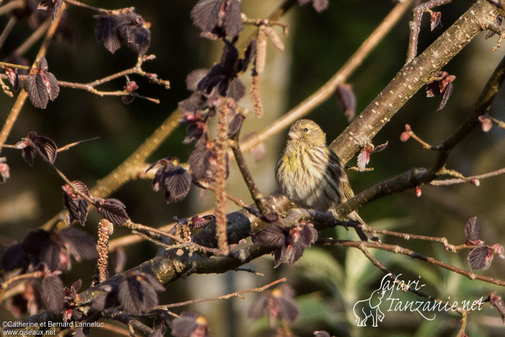 Serin cini femelle