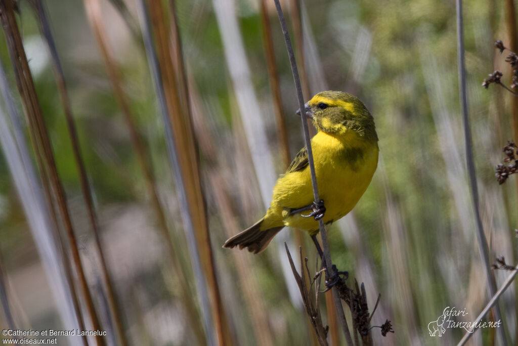 Serin de Sainte-Hélène mâle adulte, identification