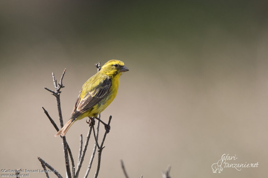 Serin de Sainte-Hélène mâle adulte, identification
