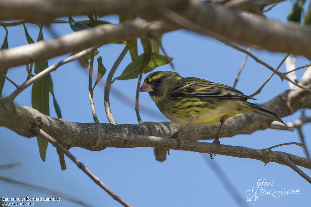 Serin forestier mâle adulte, identification