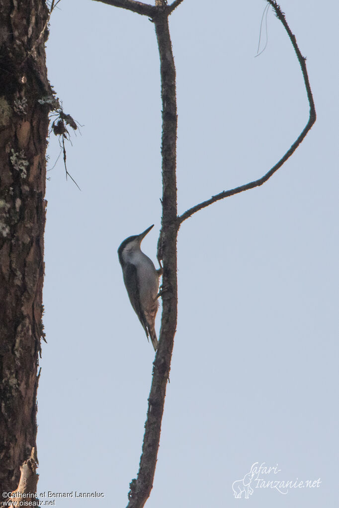Sittelle géanteadulte, identification