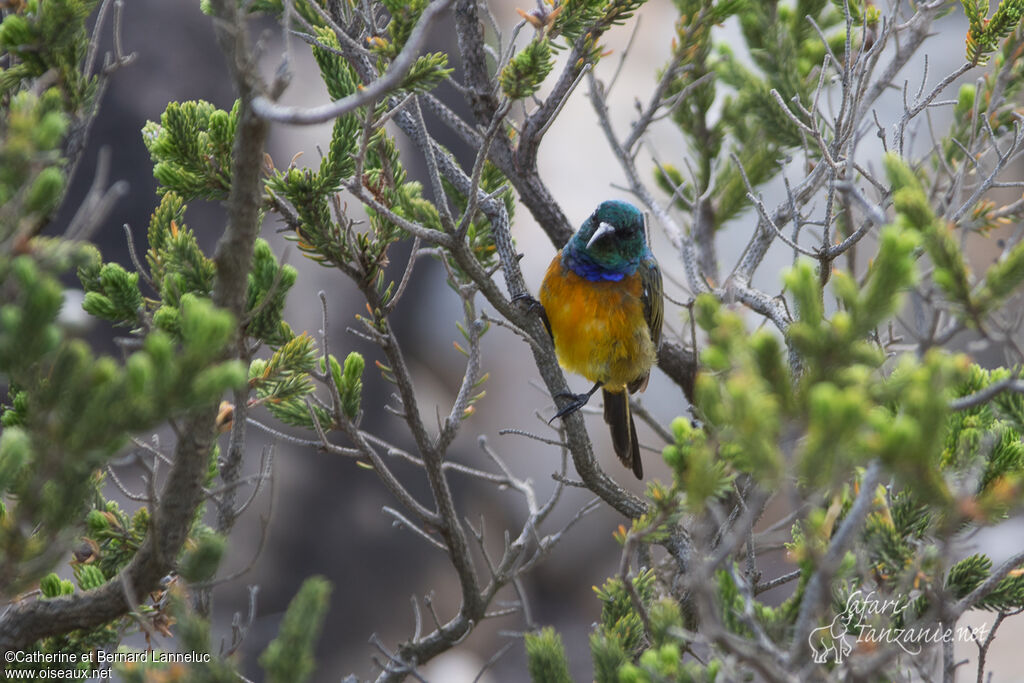 Orange-breasted Sunbird male adult breeding