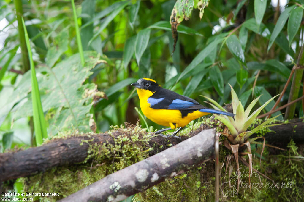 Tangara à nuque jauneadulte, habitat