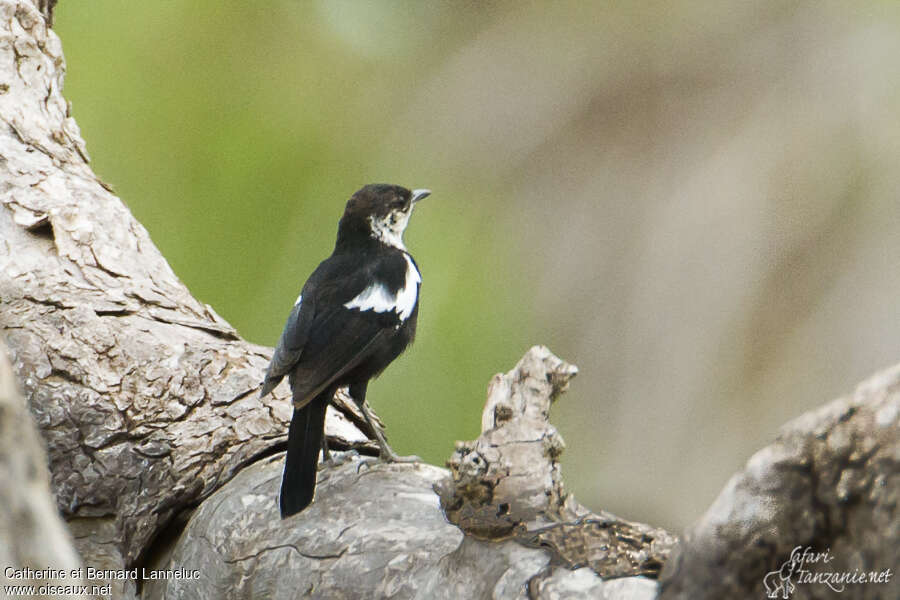 Traquet d'Arnott femelle adulte, identification