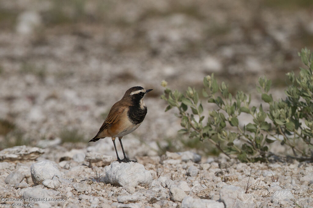 Traquet du Capadulte, identification