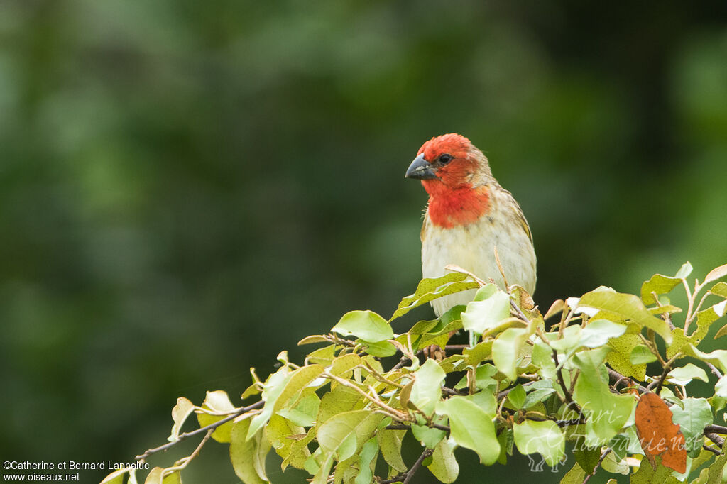 Travailleur cardinal mâle adulte nuptial