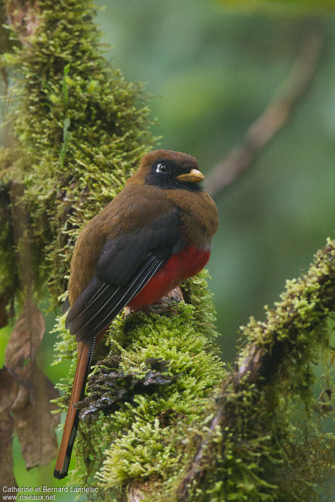 Trogon masqué femelle adulte, identification