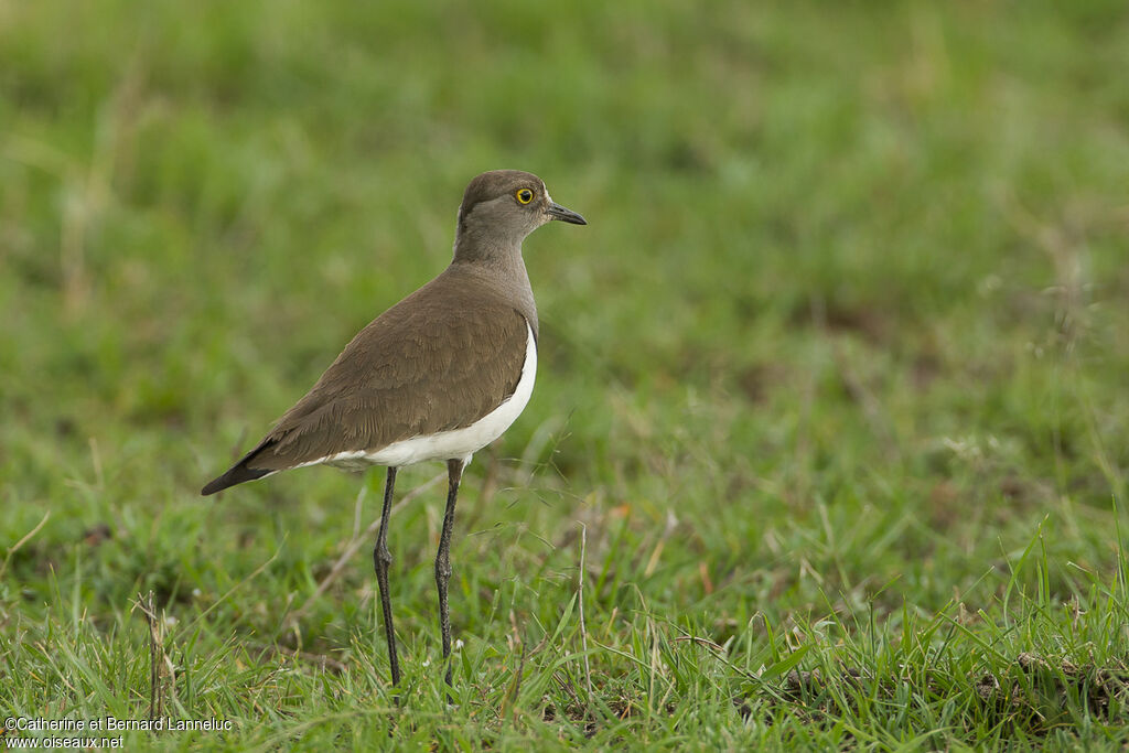 Vanneau terneadulte, identification