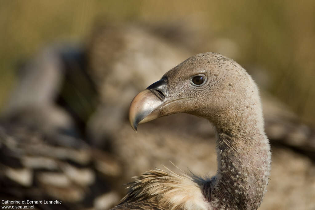 Vautour de Rüppellimmature, portrait