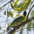 Verdin à ailes bleues