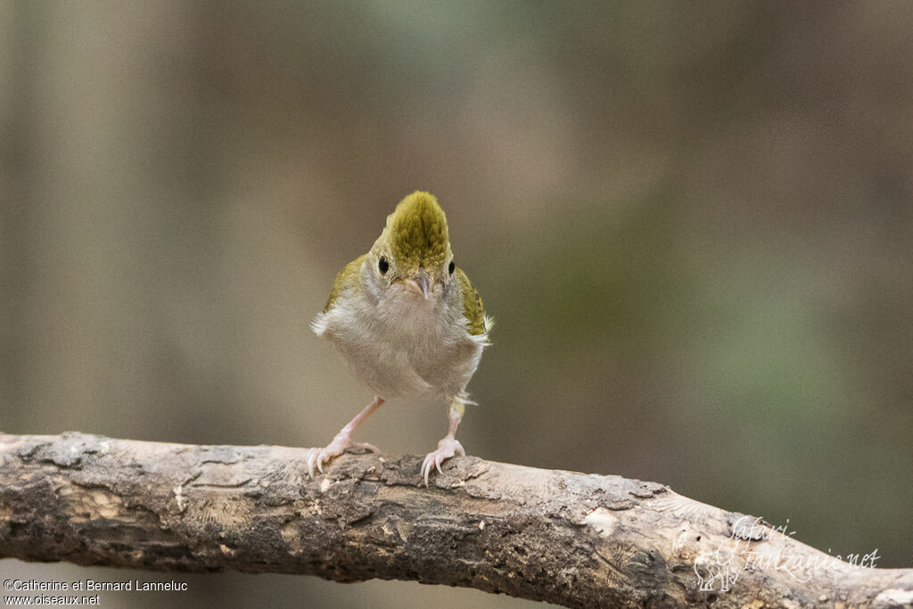 Yuhina à ventre blancadulte, Comportement